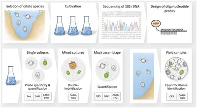 FISHing for ciliates: Catalyzed reporter deposition fluorescence in situ hybridization for the detection of planktonic freshwater ciliates